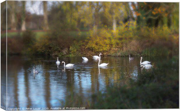 Swans Canvas Print by Peter Louer