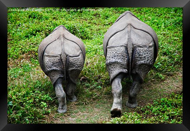 Camera Shy Rhinoceros Framed Print by David Lewins (LRPS)