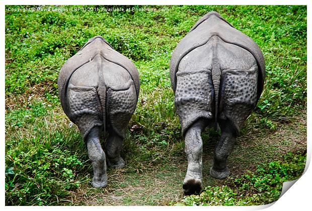 Camera Shy Rhinoceros Print by David Lewins (LRPS)