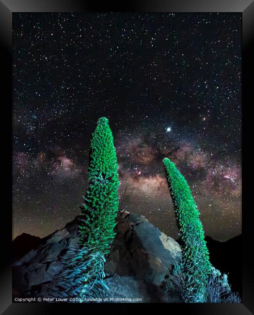 Tajinaste Plants reaching for the Milky Way Framed Print by Peter Louer