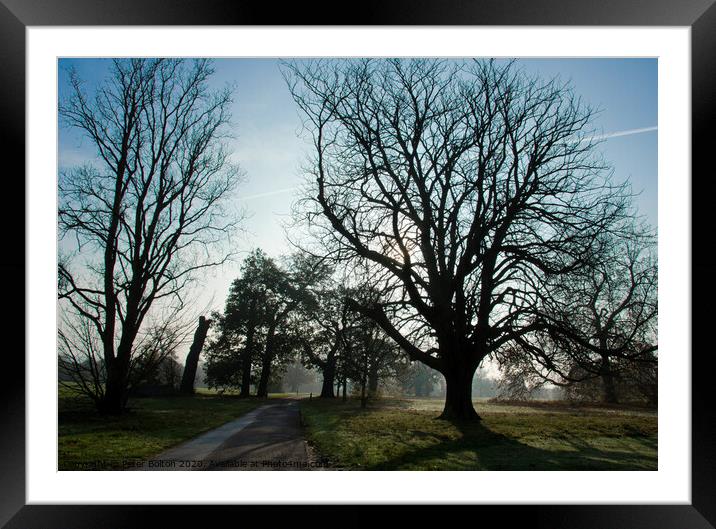 Early morning at Hylands Country Park, Chelmsford, Essex, UK. Framed Mounted Print by Peter Bolton