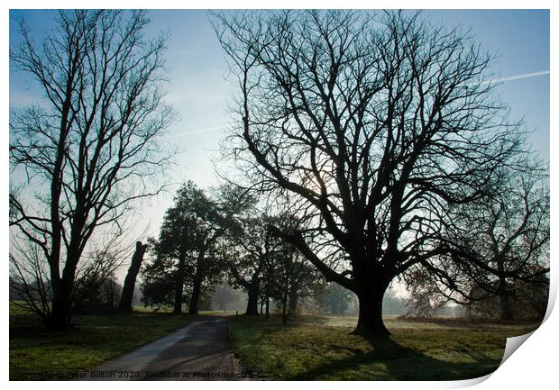 Early morning at Hylands Country Park, Chelmsford, Essex, UK. Print by Peter Bolton