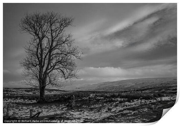 Lone tree in the Yorkshire Dales Print by Richard Perks