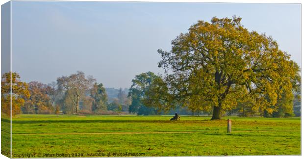 Morning at Hylands Country Park, Chelmsford, Essex, UK. Canvas Print by Peter Bolton