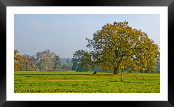 Morning at Hylands Country Park, Chelmsford, Essex, UK. Framed Mounted Print by Peter Bolton