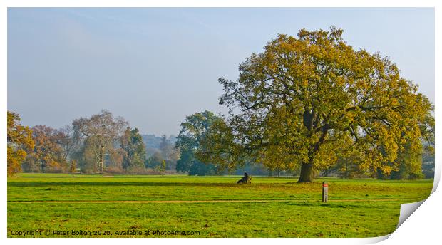 Morning at Hylands Country Park, Chelmsford, Essex, UK. Print by Peter Bolton
