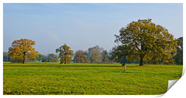 Morning at Hylands Country Park, Chelmsford, Essex, UK. Print by Peter Bolton