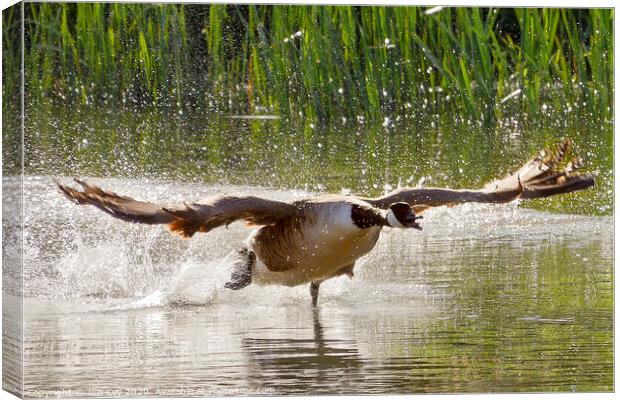 Canada Goose Close Up Canvas Print by Jim Key
