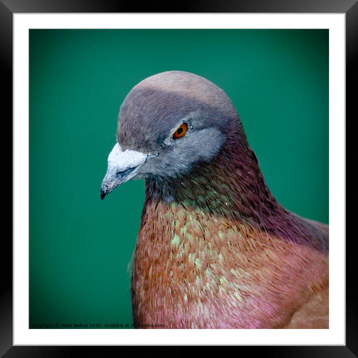 Pigeon portrait Framed Mounted Print by Peter Bolton