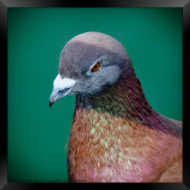 Pigeon portrait Framed Print by Peter Bolton