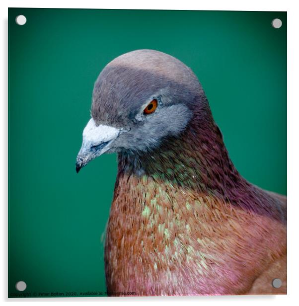 Pigeon portrait Acrylic by Peter Bolton