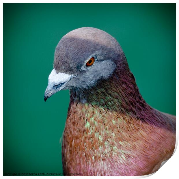 Pigeon portrait Print by Peter Bolton