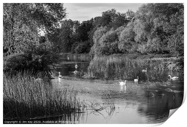 A River of White Swans   Print by Jim Key