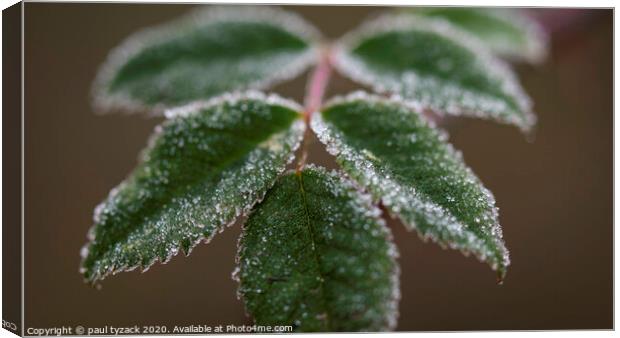 Frosted Leaves Canvas Print by Paul Tyzack