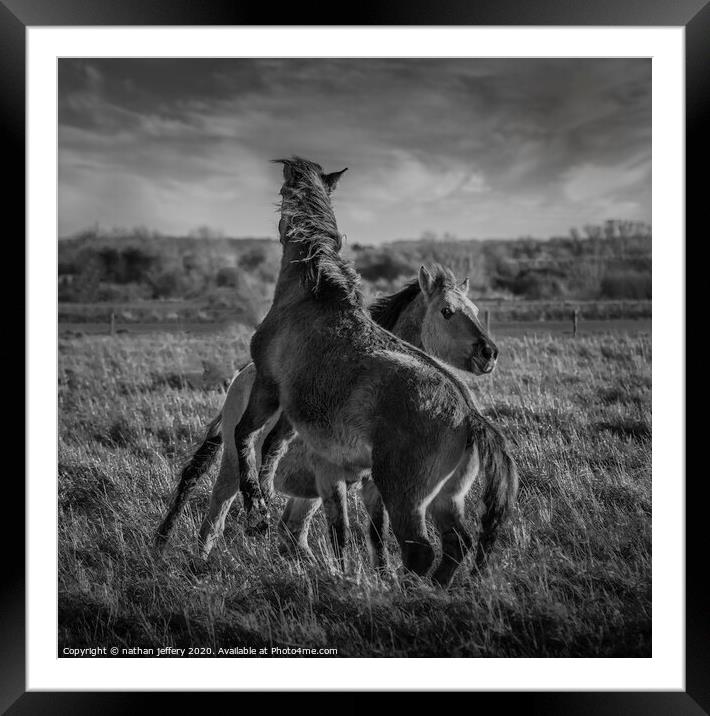 Fighting Wild Horses Framed Mounted Print by nathan jeffery