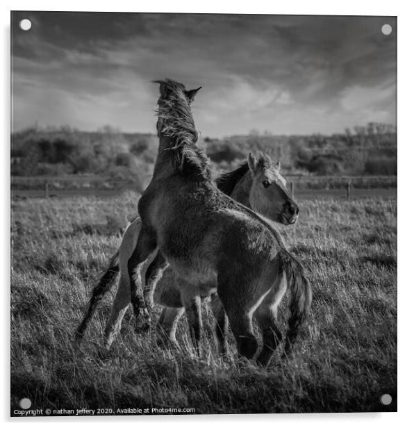 Fighting Wild Horses Acrylic by nathan jeffery