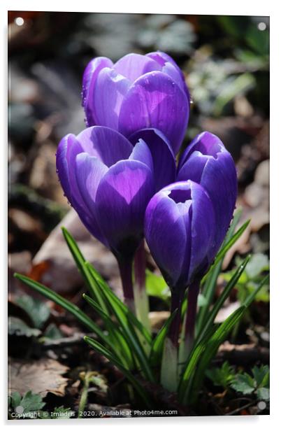 Sunlit Purple Crocus Flowers Acrylic by Imladris 