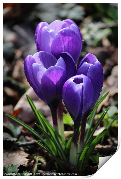 Sunlit Purple Crocus Flowers Print by Imladris 