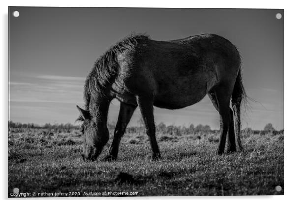 Dark Wild Stallion Grazing Acrylic by nathan jeffery