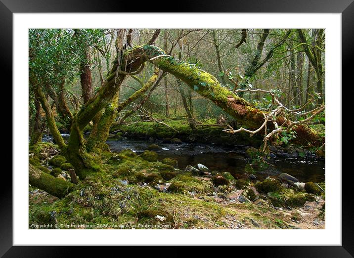 Dartmoor Woodland & Stream Framed Mounted Print by Stephen Hamer