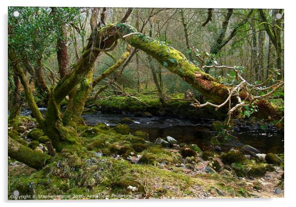 Dartmoor Woodland & Stream Acrylic by Stephen Hamer