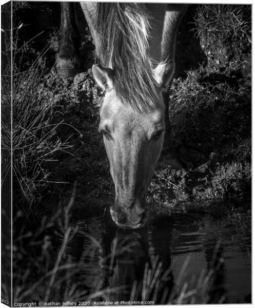 Beautiful Wild mare quenching her first  Canvas Print by nathan jeffery