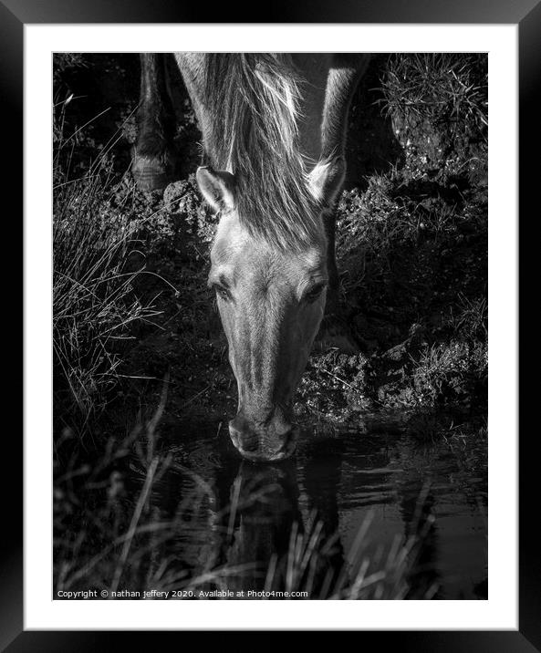 Beautiful Wild mare quenching her first  Framed Mounted Print by nathan jeffery