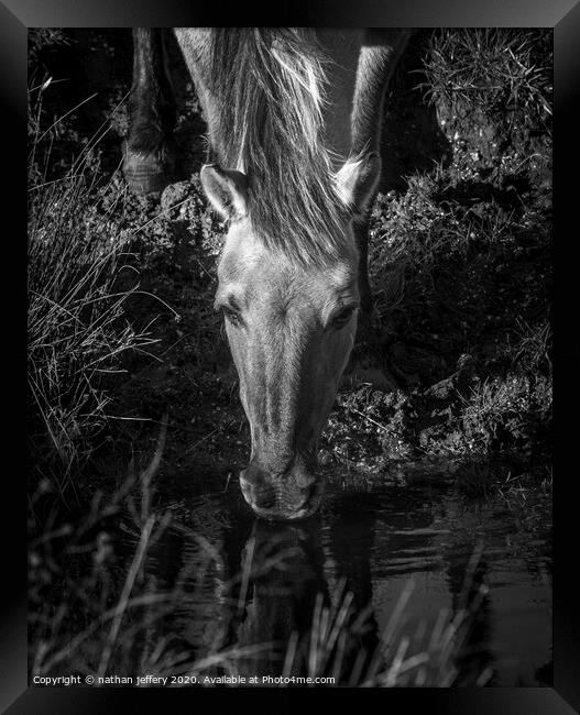 Beautiful Wild mare quenching her first  Framed Print by nathan jeffery