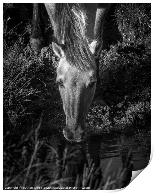Beautiful Wild mare quenching her first  Print by nathan jeffery