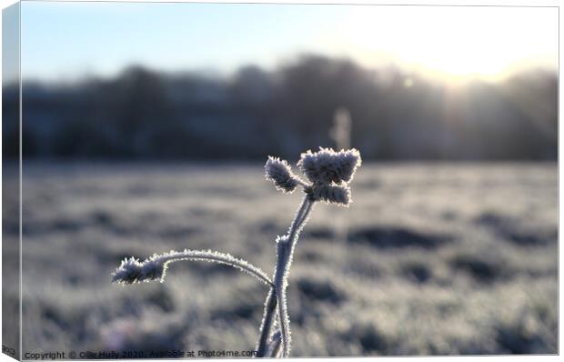 Cold Frost Canvas Print by Ollie Hully