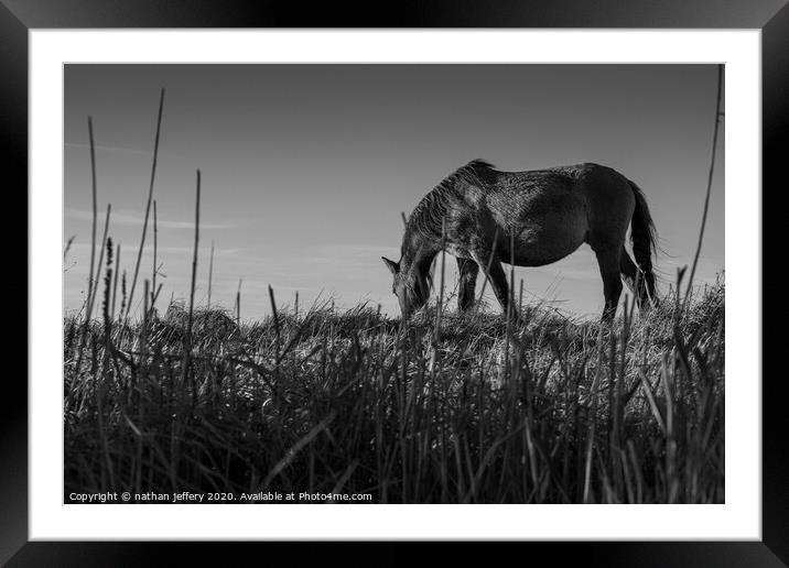 Gorgeous Wild Horse sets the scene for a beautiful black and white sky Framed Mounted Print by nathan jeffery