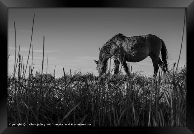 Gorgeous Wild Horse sets the scene for a beautiful black and white sky Framed Print by nathan jeffery