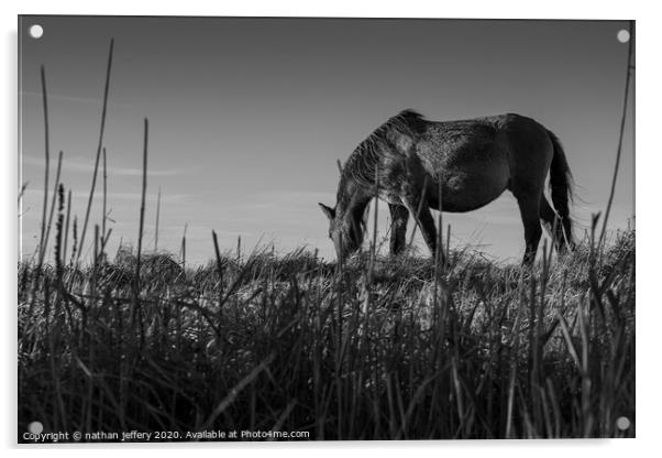 Gorgeous Wild Horse sets the scene for a beautiful black and white sky Acrylic by nathan jeffery