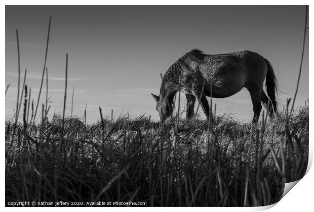 Gorgeous Wild Horse sets the scene for a beautiful black and white sky Print by nathan jeffery