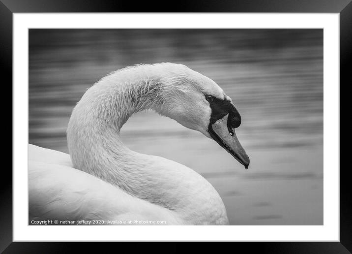 Elegant Swan in black and white Framed Mounted Print by nathan jeffery