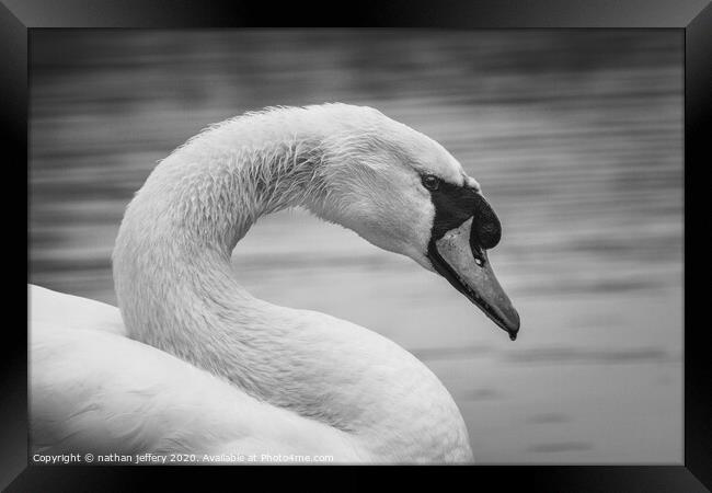 Elegant Swan in black and white Framed Print by nathan jeffery