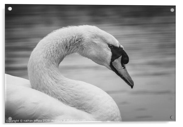 Elegant Swan in black and white Acrylic by nathan jeffery