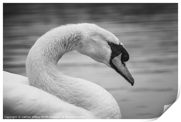 Elegant Swan in black and white Print by nathan jeffery