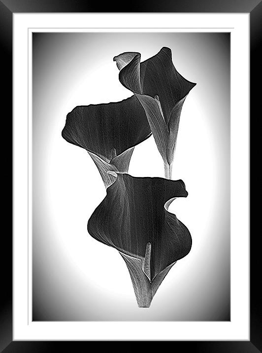 Calla Lillies Trio. Framed Mounted Print by paulette hurley