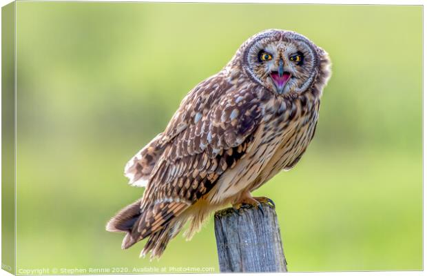 Short eared owl bird of prey Canvas Print by Stephen Rennie