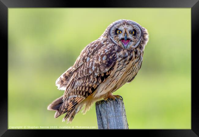 Short eared owl bird of prey Framed Print by Stephen Rennie