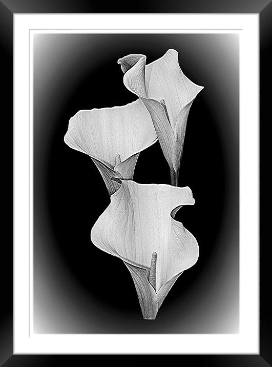 Calla Lillies Trio,B+W. Framed Mounted Print by paulette hurley