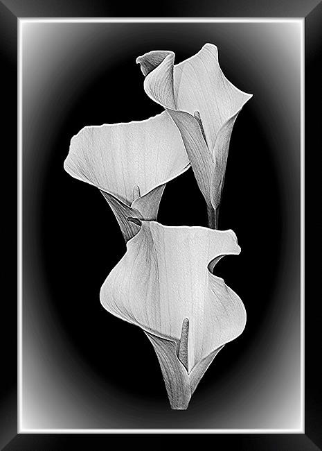 Calla Lillies Trio,B+W. Framed Print by paulette hurley