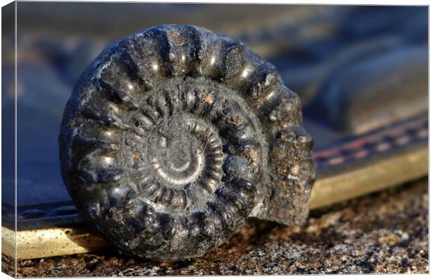 Bifericeras Ammonite Canvas Print by Susan Snow