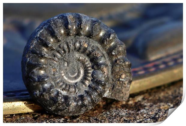 Bifericeras Ammonite Print by Susan Snow