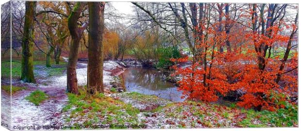 Frosty Morning in Haslam Park Canvas Print by Michele Davis