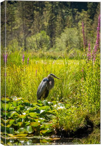 A heron fishing at Beaver Lake, Stanley Park, Vancouver Canvas Print by SnapT Photography