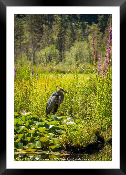 A heron fishing at Beaver Lake, Stanley Park, Vancouver Framed Mounted Print by SnapT Photography