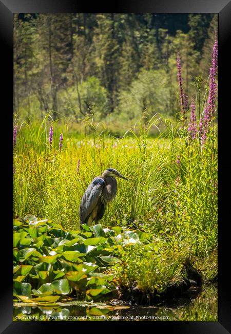 A heron fishing at Beaver Lake, Stanley Park, Vancouver Framed Print by SnapT Photography