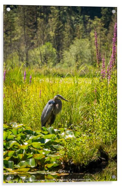 A heron fishing at Beaver Lake, Stanley Park, Vancouver Acrylic by SnapT Photography